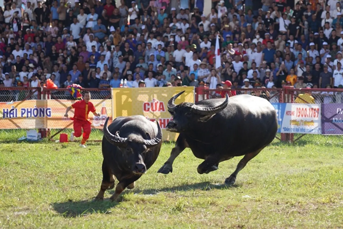 Phát hành 17.000 giấy mời xem lễ hội chọi trâu Đồ Sơn